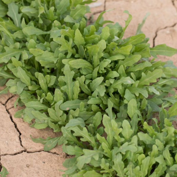 Рукола Синоп (Насіння) Rijk Zwaan - 1 000 000 шт