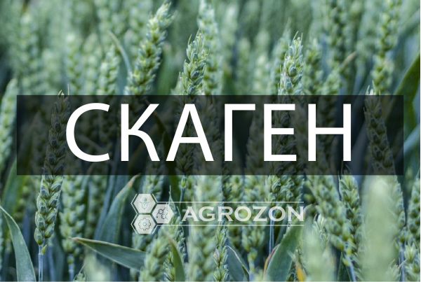 Купить Озимая пшеница Скаген Saaten Union - 1 т в Украине ✔️AGROZON