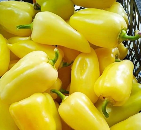 Перець Сноувайт F1 (Насіння) Rijk Zwaan - 1000 шт