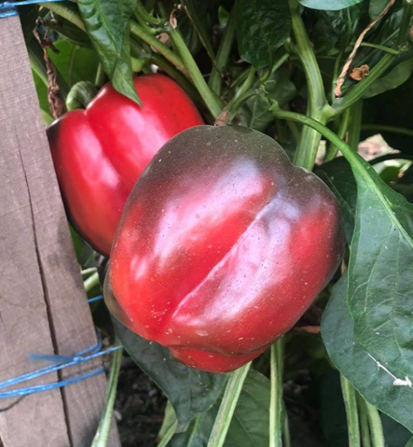 Перец Сондела (Семена) Rijk Zwaan - 1000 шт