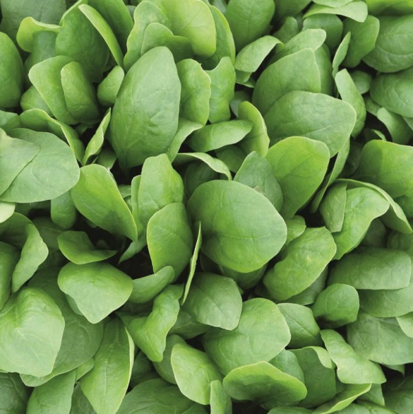 Шпинат Спірос F1 (Насіння) Bejo Zaden - 50 000 шт