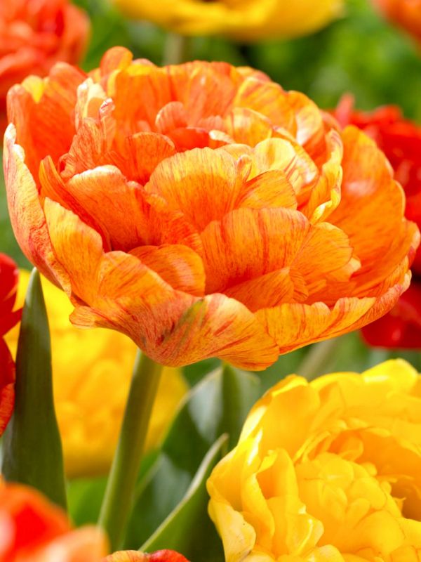 Бокс тюльпанів 72158 Holland Bulb Market - 300 цибулин