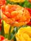 Бокс тюльпанів 72158 Holland Bulb Market - 300 цибулин