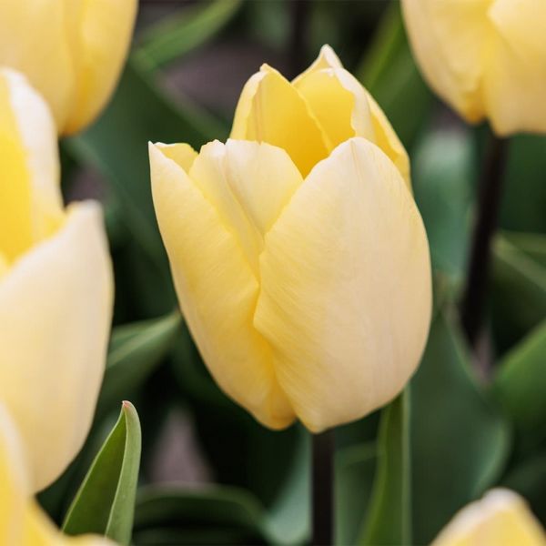 Бокс тюльпанів 72120 Holland Bulb Market - 300 цибулин