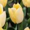 Бокс тюльпанів 72120 Holland Bulb Market - 300 цибулин