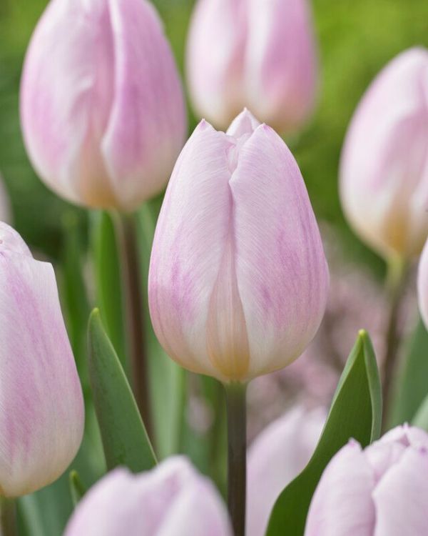 Бокс тюльпанів 72128 Holland Bulb Market - 300 цибулин