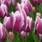 Бокс тюльпанів 72128 Holland Bulb Market - 300 цибулин