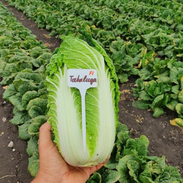 Капуста пекінська Табалуга F1 (Насіння) Sakata - 1000 шт