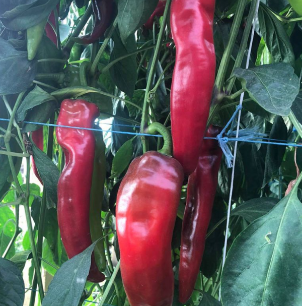 Перець Тандер F1 (Насіння) Rijk Zwaan - 100 шт