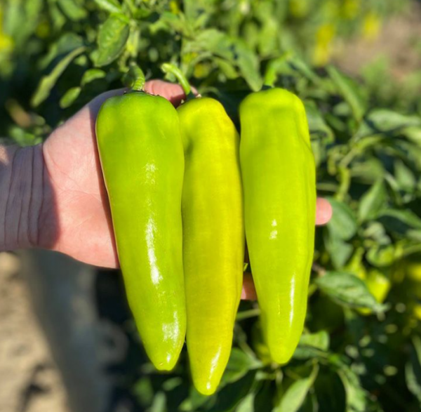 Перець Тандер F1 (Насіння) Rijk Zwaan - 100 шт