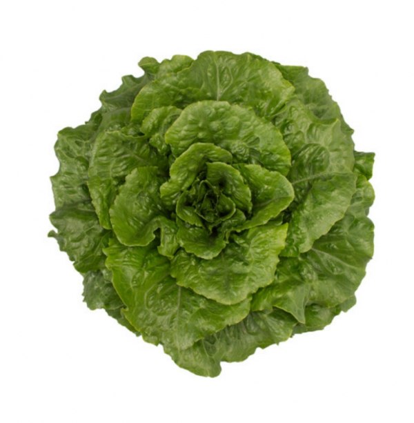 Салат Тацитус (Семена) Rijk Zwaan - 5000 драже