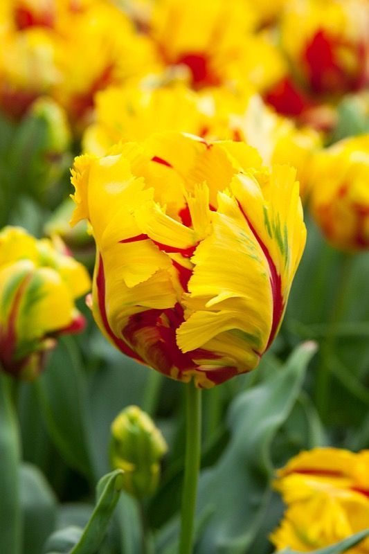 Бокс тюльпанів 72036 Holland Bulb Market - 400 цибулин