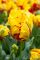 Бокс тюльпанів 72036 Holland Bulb Market - 400 цибулин