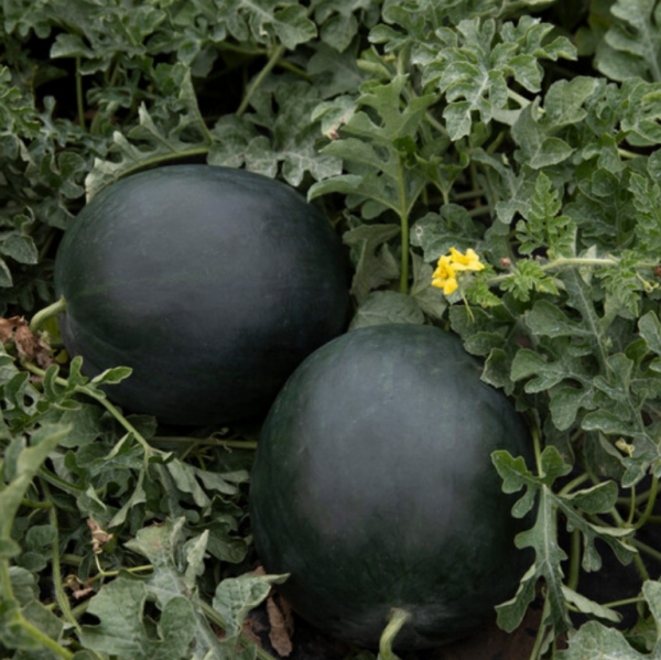 Кавун Тітанія F1 (Насіння) Rijk Zwaan - 1000 шт