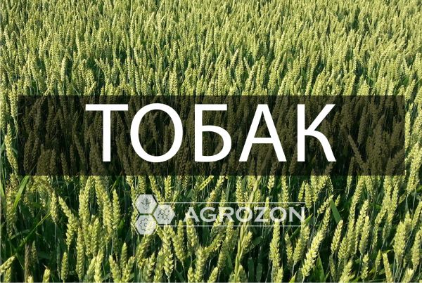 Озима пшениця Тобак Saaten Union - 1 т