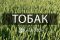 Озимая пшеница Тобак Saaten Union - 25 кг