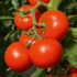 Томат Тойво F1 (Насіння) Bejo Zaden - 1000  шт