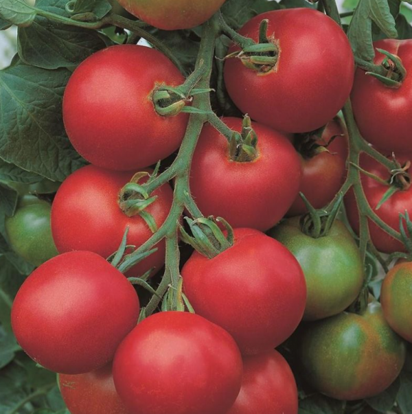 Томат Толстой F1 (Насіння) Bejo Zaden - 1000 шт