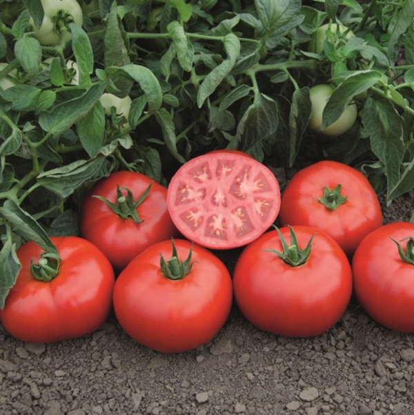 Томат Томск F1 (Насіння) Bejo Zaden - 1000 шт