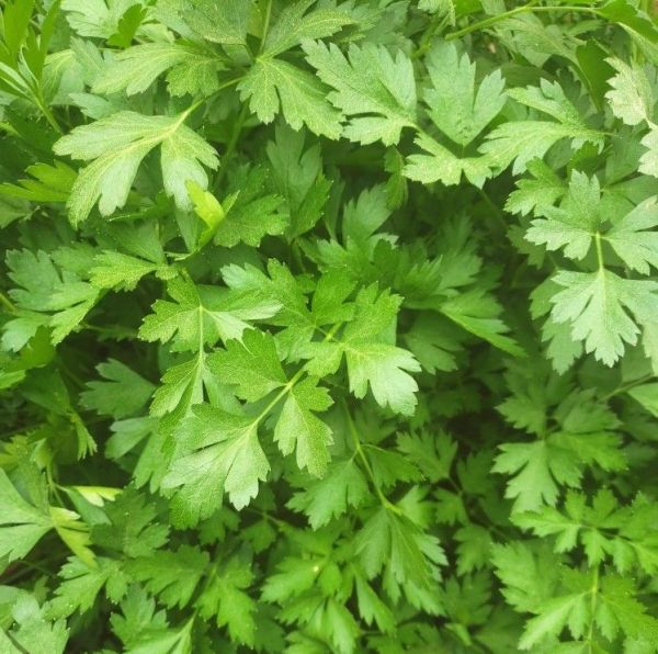 Петрушка Топит (Семена) Enza Zaden - 50 000 шт Петрушка Топит (Семена) Enza Zaden - 50 000 шт