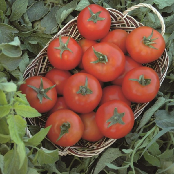 Томат Топспорт F1 (Насіння) Bejo Zaden - 1000 шт