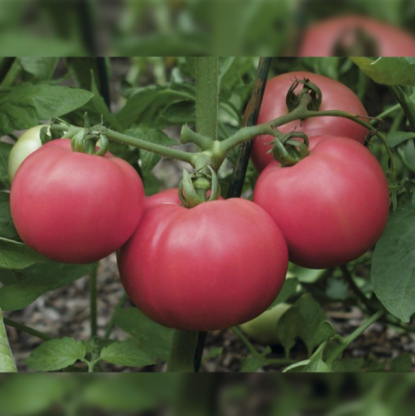 Томат Торбей F1 (Насіння) Bejo Zaden - 1000 шт