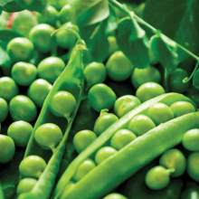 Горох Трофі (Насіння) Syngenta - 200 000 шт