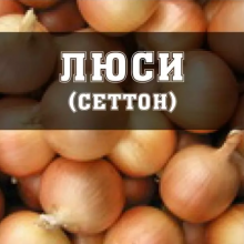 Цибуля Свіфт (Сеншуй Єллоу, Люсі) Broer - 20 кг