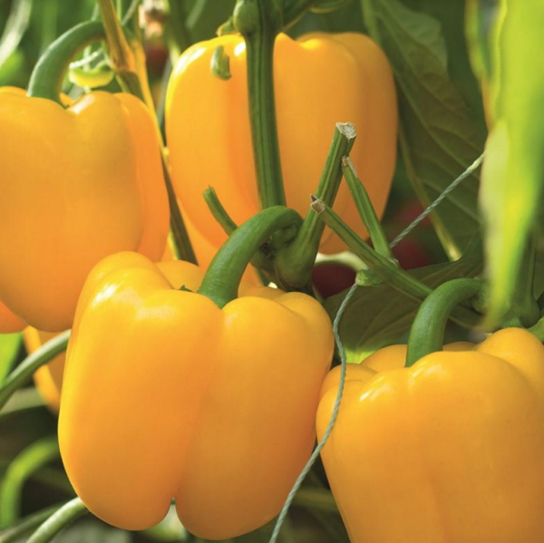 Перець Турбін F1 (Насіння) Bejo Zaden - 1000 шт