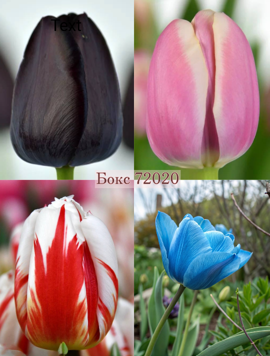 Бокс тюльпанів 72020 Holland Bulb Market - 100 цибулин