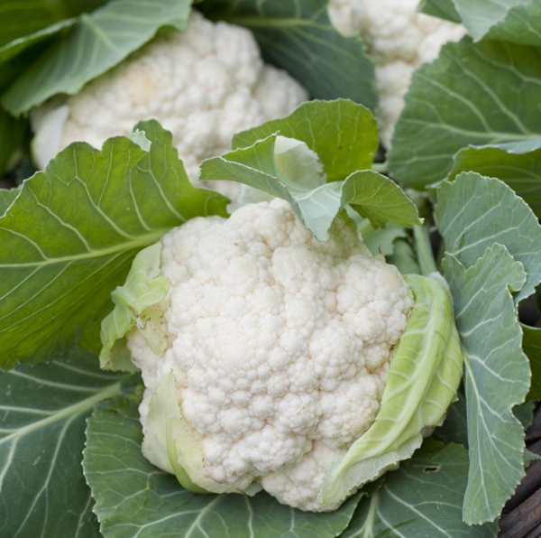 Капуста цвітна Уайт Ексель F1 (Насіння) Sakata - 1000 шт