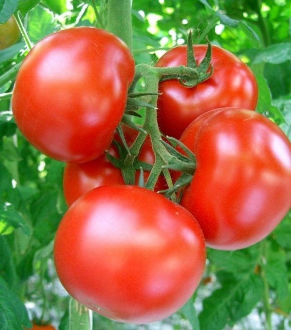 Томат Уманья F1 (Насіння) Rijk Zwaan - 100 шт