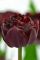 Бокс тюльпанів 72026 Holland Bulb Market - 400 цибулин