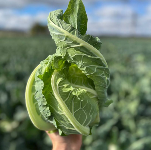 Капуста цвітна Вайтон (Насіння) Sakata - 2500 шт