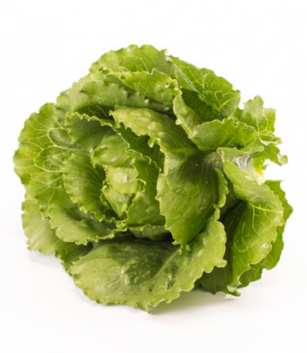 Салат Веродіта (Насіння) Rijk Zwaan - 5000 драже