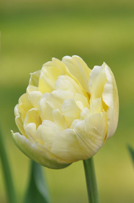 Бокс тюльпанів 72155 Holland Bulb Market - 300 цибулин