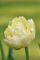 Бокс тюльпанів 72155 Holland Bulb Market - 300 цибулин
