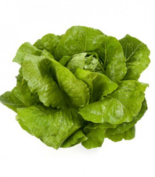 Салат Вікторінус (Насіння) Rijk Zwaan - 5000 драже