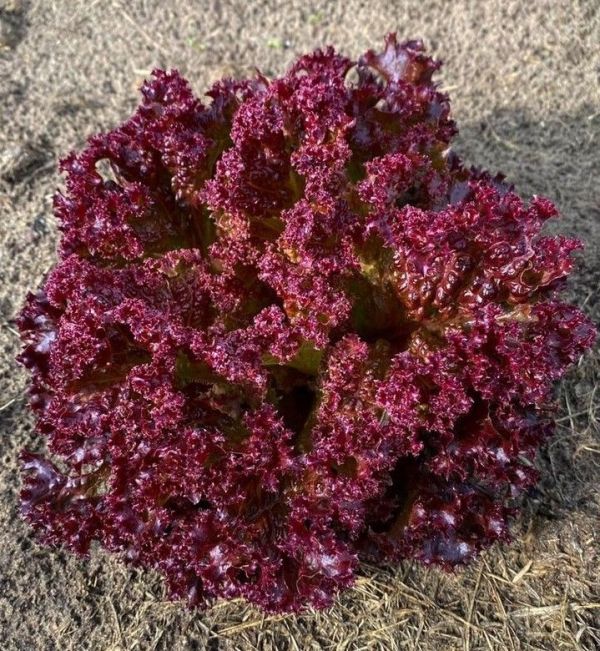 Салат Вілбур (Насіння) Rijk Zwaan - 1000 драже