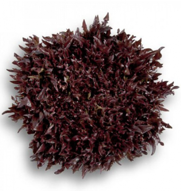 Салат Вінтекс (Насіння) Rijk Zwaan - 5000 драже