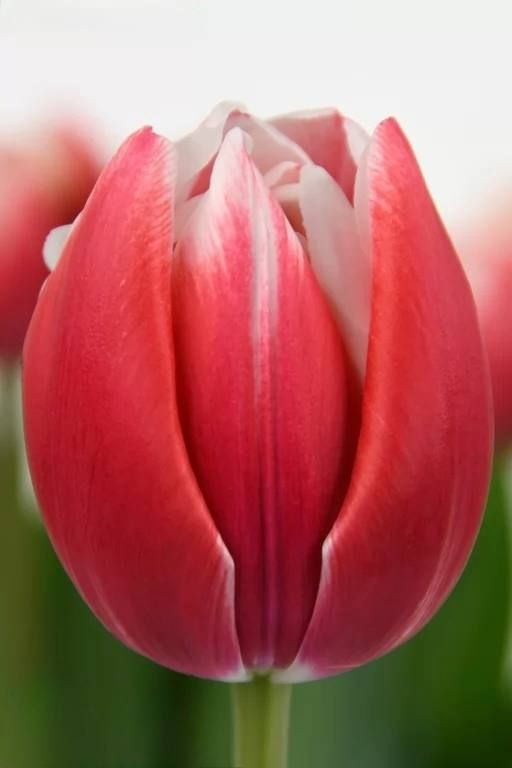 Бокс тюльпанів 72026 Holland Bulb Market - 400 цибулин