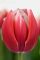 Бокс тюльпанів 72026 Holland Bulb Market - 400 цибулин