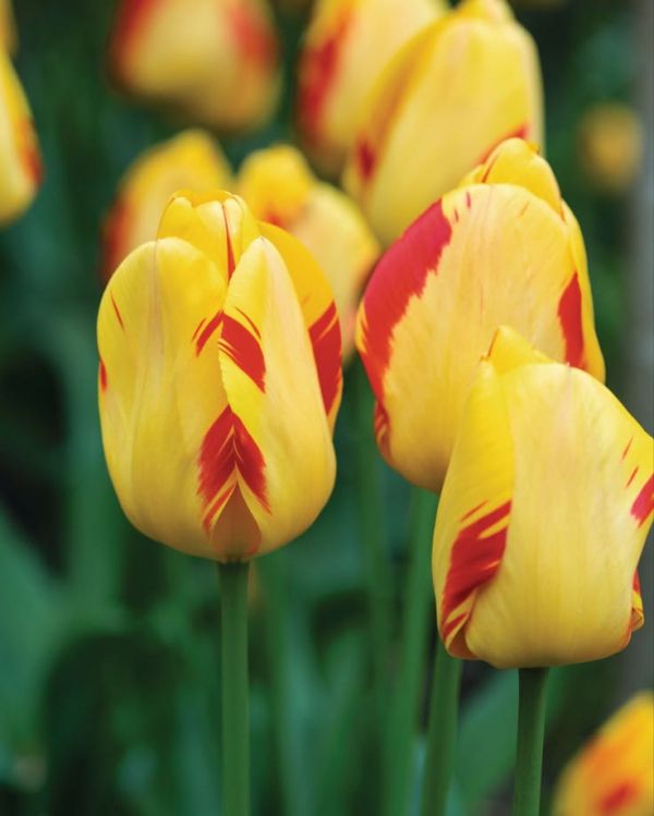 Бокс тюльпанів 72130 Holland Bulb Market - 300 цибулин