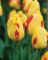 Бокс тюльпанів 72130 Holland Bulb Market - 300 цибулин