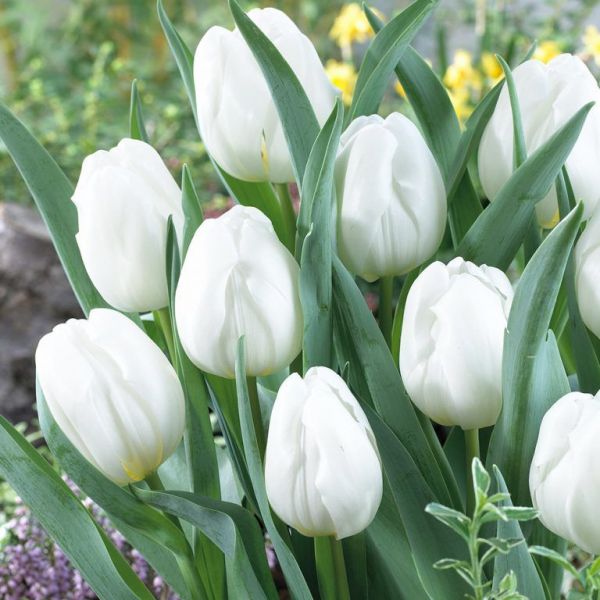 Бокс тюльпанів 72126 Holland Bulb Market - 300 цибулин
