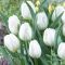 Бокс тюльпанів 72126 Holland Bulb Market - 300 цибулин