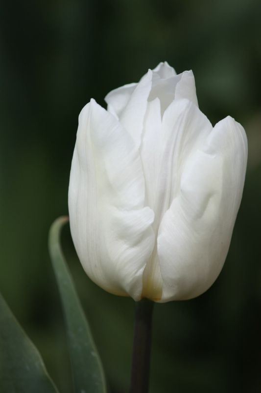 Бокс тюльпанів 72120 Holland Bulb Market - 300 цибулин