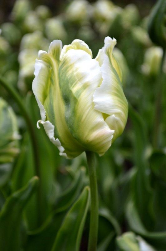 Бокс тюльпанів 72035 Holland Bulb Market - 400 цибулин