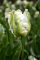 Бокс тюльпанів 72035 Holland Bulb Market - 400 цибулин