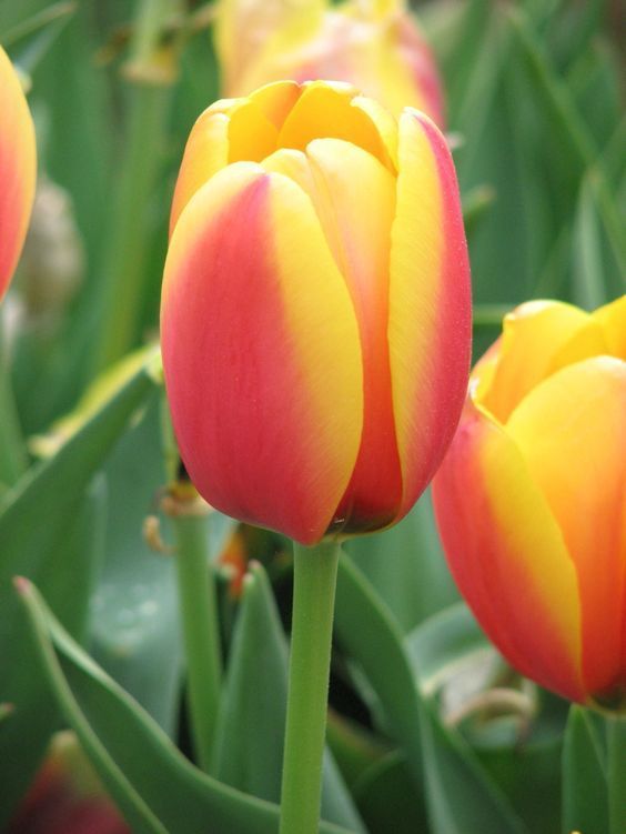 Бокс тюльпанів 72112 Holland Bulb Market - 300 цибулин